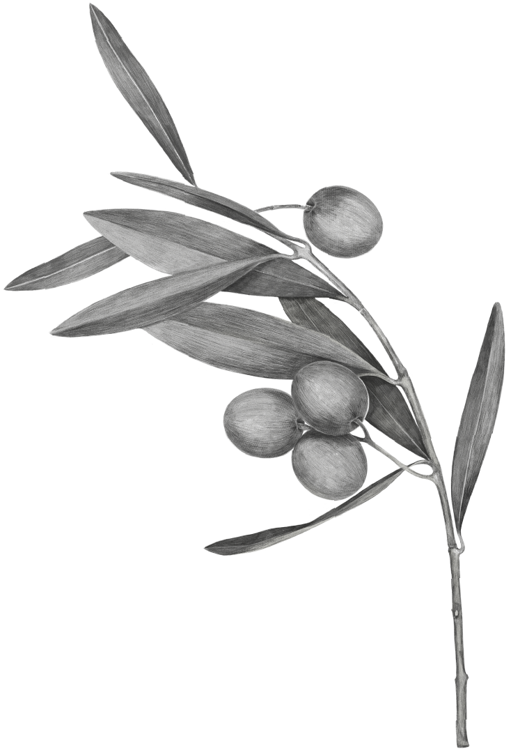 Oliva